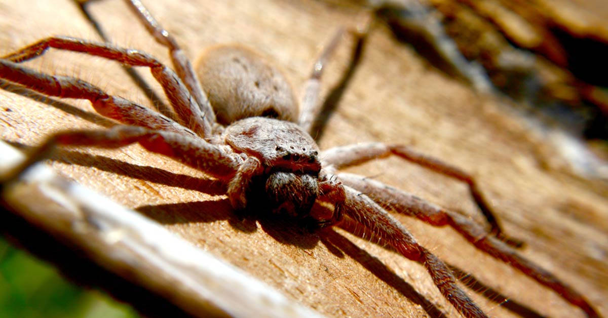 Common spiders you’ll find in Australia: deadly, dangerous and harmless