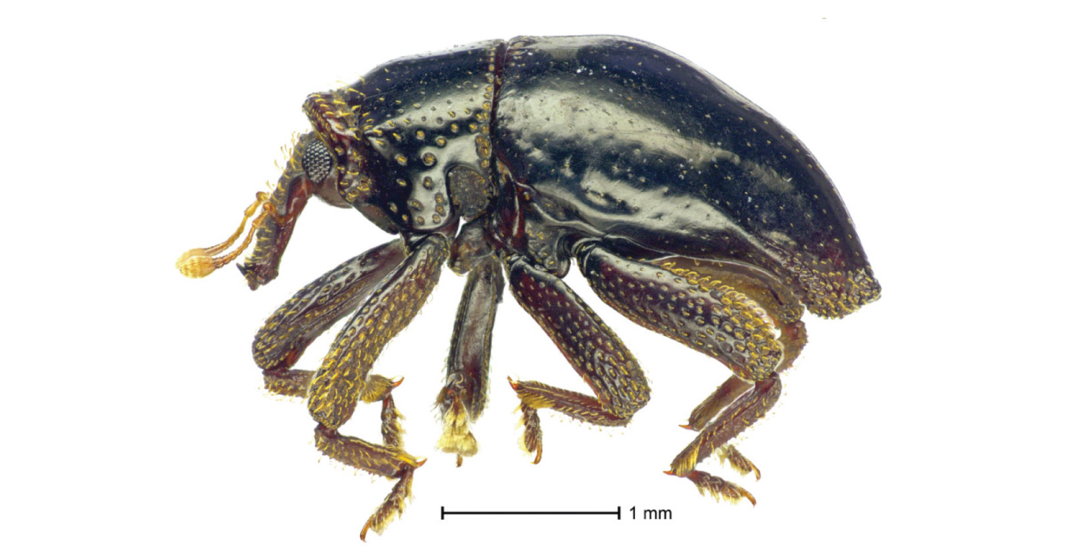 Chewbacca Beetle