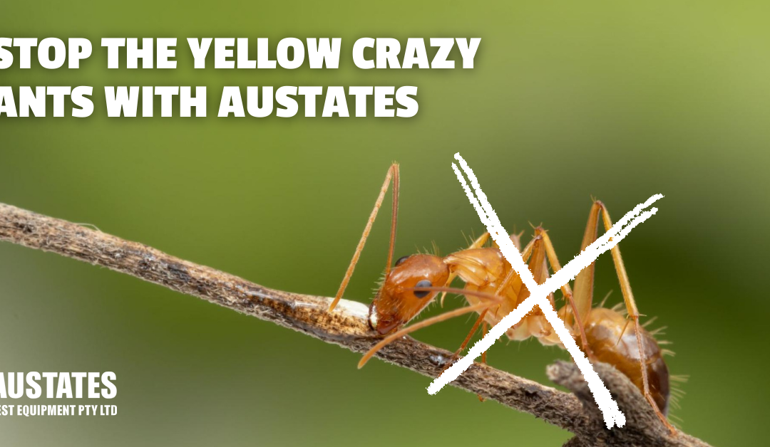 Managing Invasive Plants & Animals – Yellow Crazy Ant