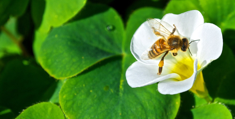 Threats to the Australian Honey Bee