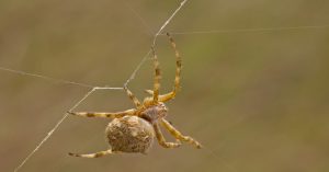 Garden orb weaver spider