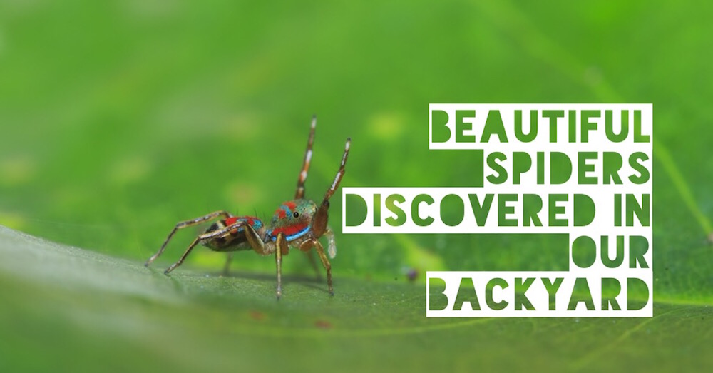Beautiful spiders discovered in our own backyard