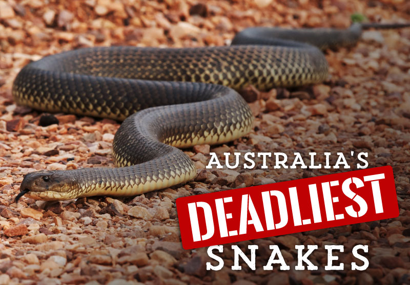Brisbane’s Deadliest Snakes