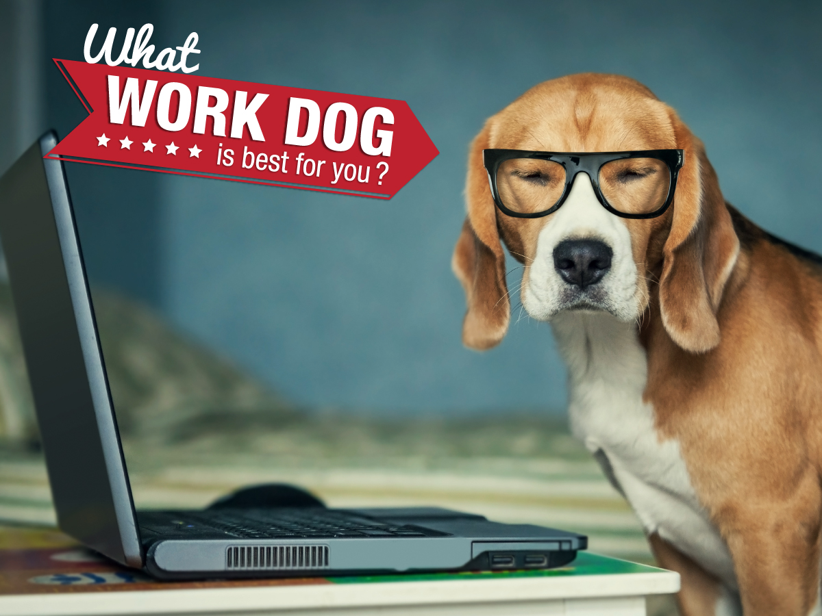 What Work Dog is Best For You?