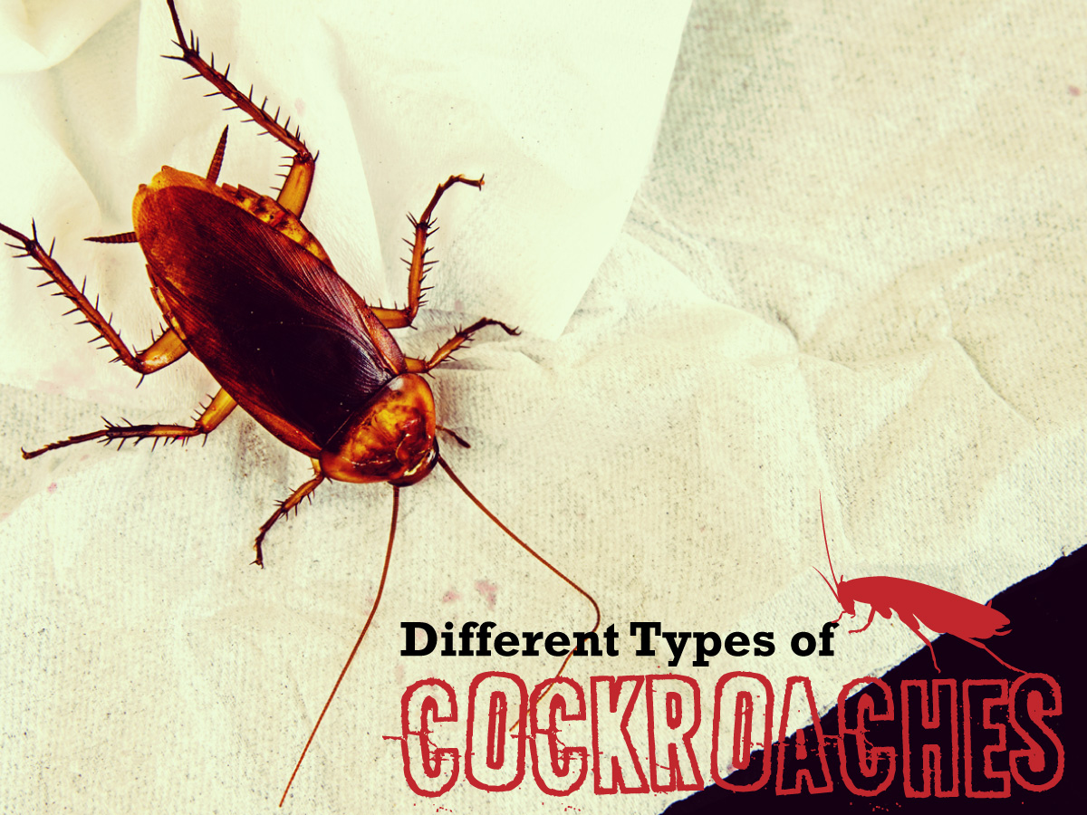 Different Types Of Cockroaches Fb 1200x900 Austates Pest Equipment