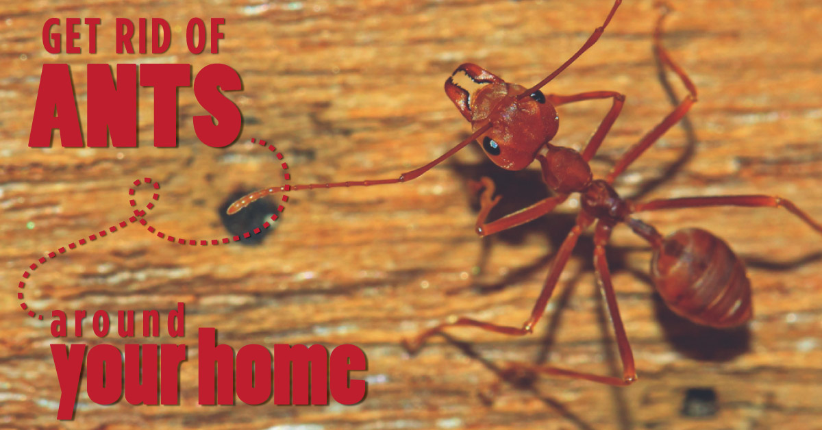 Get Rid of Ants Around Your Home