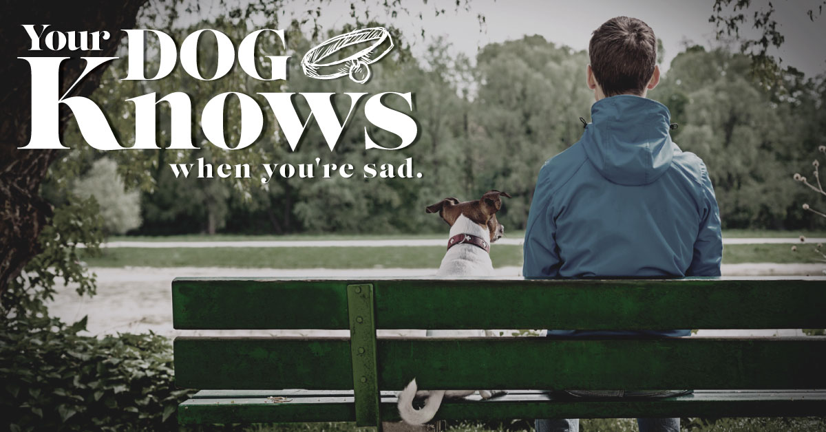 Your Dog Knows When You’re Sad