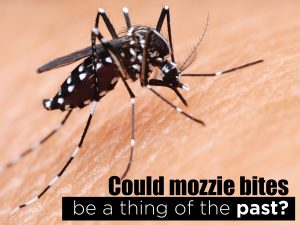 mozzie bites