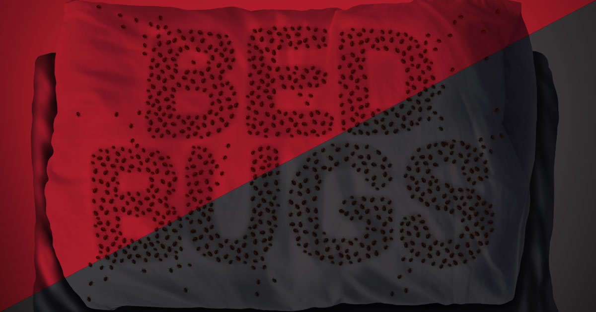 Bed Bugs are Attracted to Black and Red