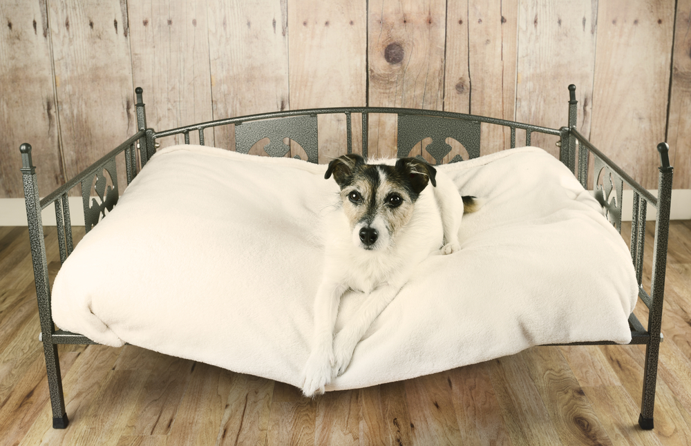 DIY Dog Beds: 7 Awesome, Stylish & Cheap Designs