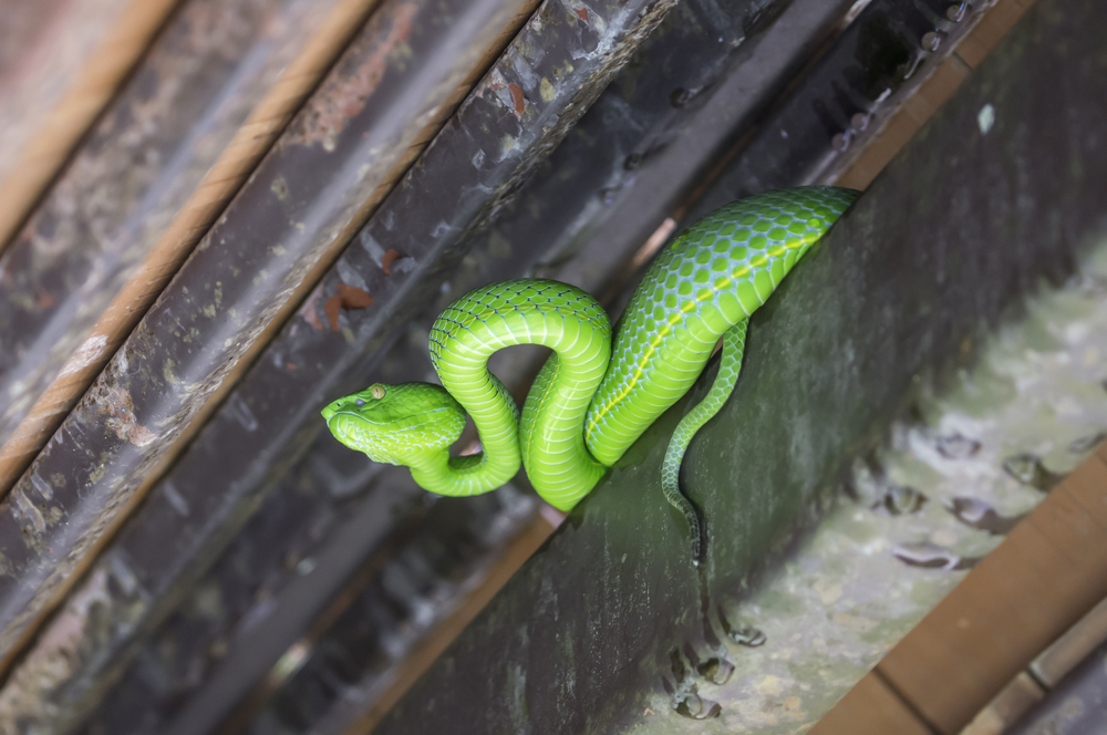 The favourite hiding spots for snakes in your home