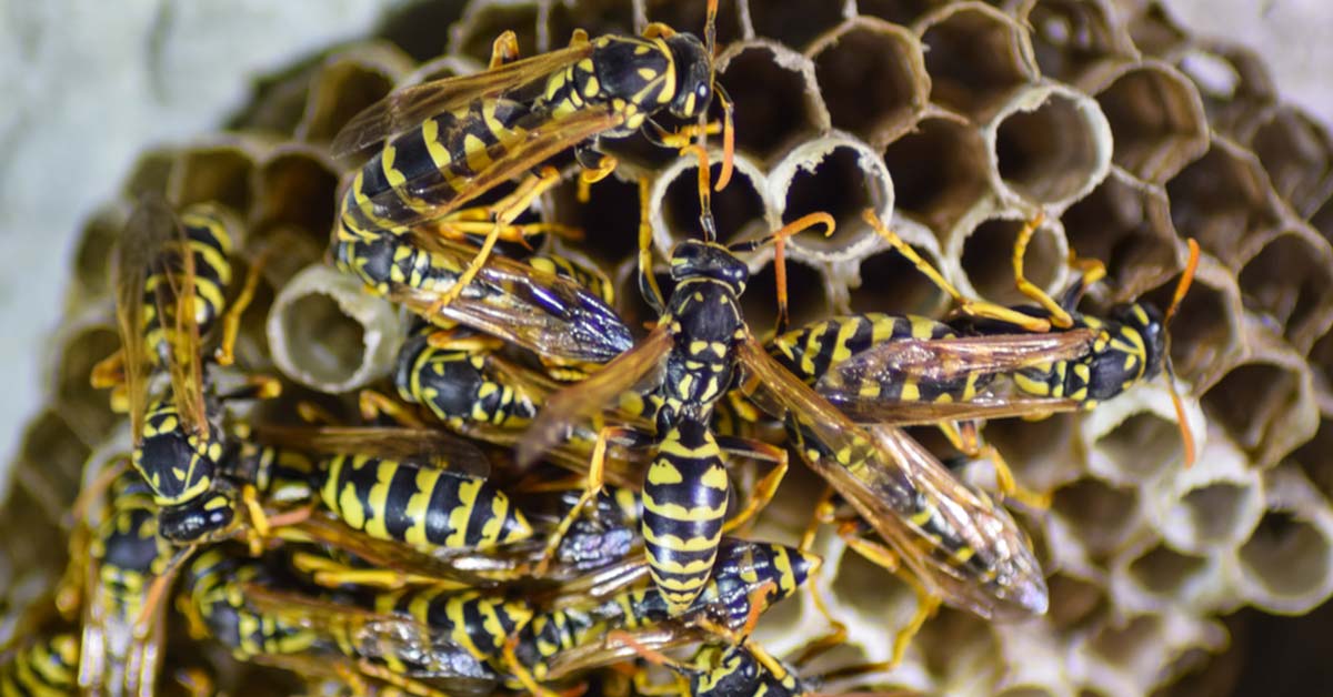 The weirdly aggressive behaviour of wasps