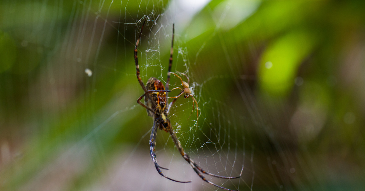 Why you need to be on the lookout for white-tailed spiders this summer