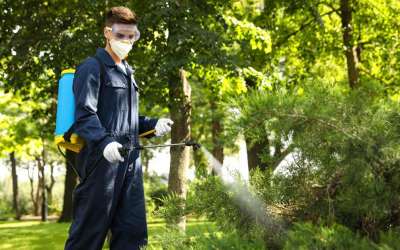 How To Become a Certified Pest Control Technician in Australia